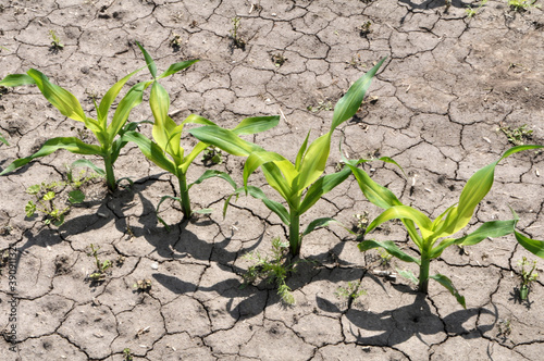 In the field, young corn is treated with herbicides to protect against weeds