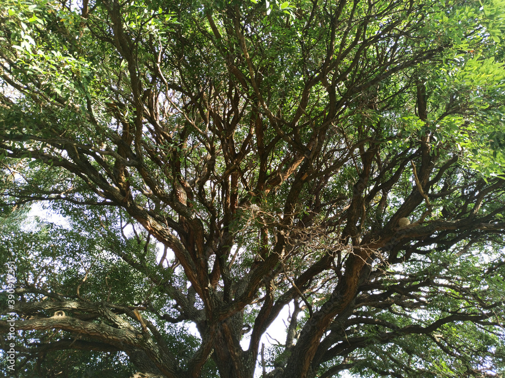 Fototapeta premium tree branches