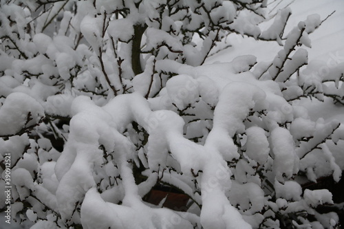 Fresh snow in winter in Germany photo