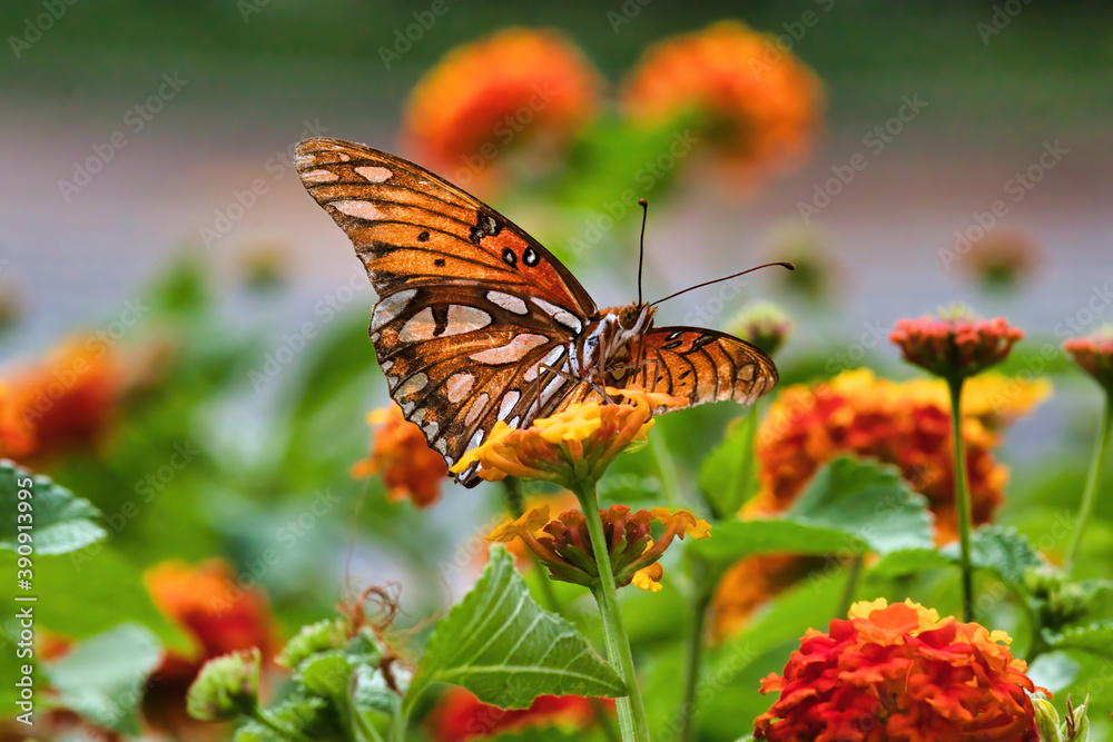 Macro view from underneath of a colorful gulf fritellary butterfly. Macro view from underneath of a colorful gulf fritellary butterfly.