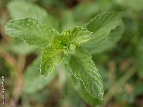 Young mint shoots grew among the field grasses in a meadow on a Sunny summer day. Fresh green leaves of wild mint.