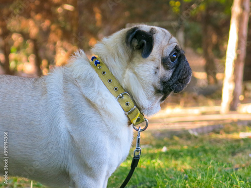 Little pug dog is watching his owner inside the park. Little puppy has a collar for identification. Protection symbol.