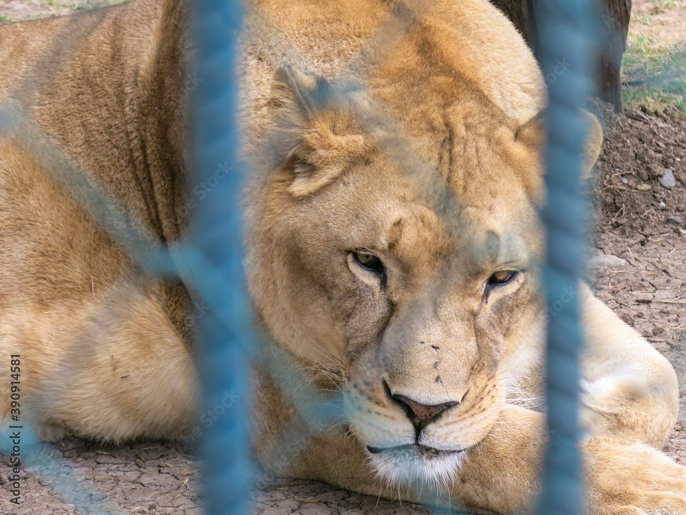 Portrait of a sad lion resting through blue metallic fence in the zoo. Close up of lion through the fences. A lion in a cage closeup.