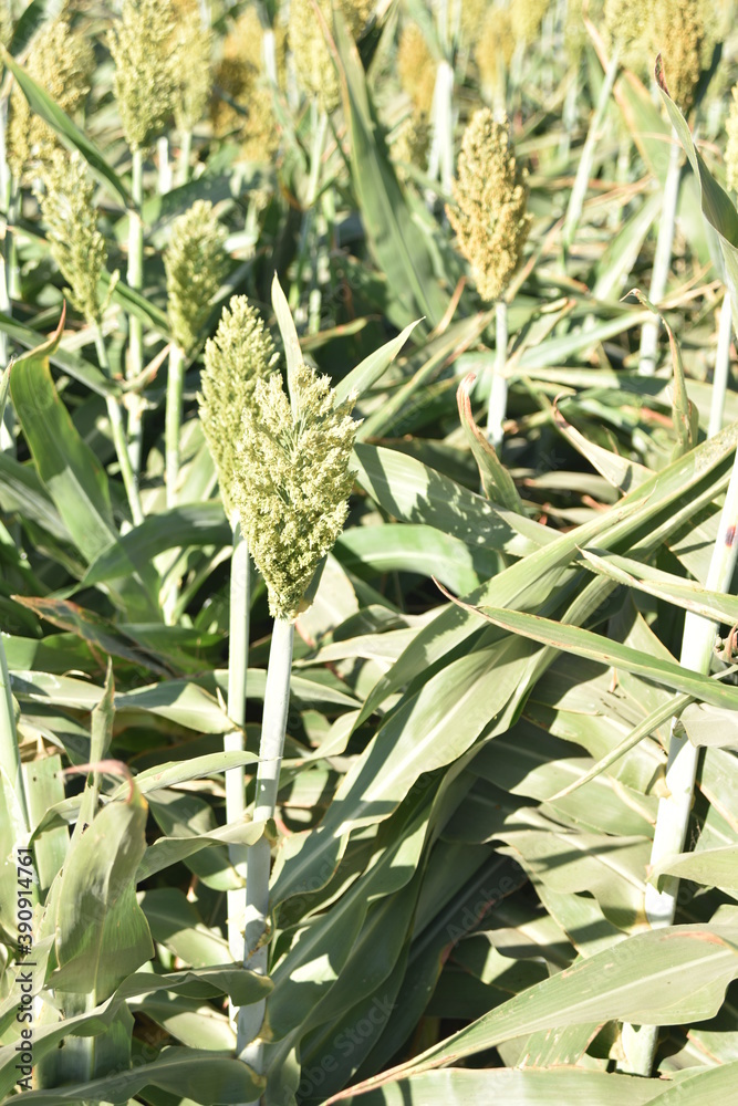 Obraz premium Millet field ready for harvest