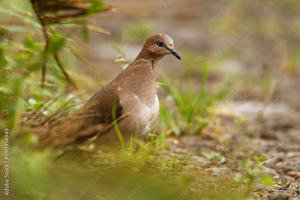 Obraz premium White-winged Dove - Zenaida asiatica native range extends from United States through Mexico, Central America, Caribbean, expanded throughout Texas, into Oklahoma, Louisiana and Mississippi