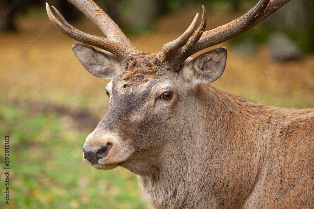 Glance eye to eye. Red deer during rutting time Wildlife in Europe. Detail of the deer head. Glance eye to eye. Red deer during rutting time Wildlife in Europe. Detail of the deer head.