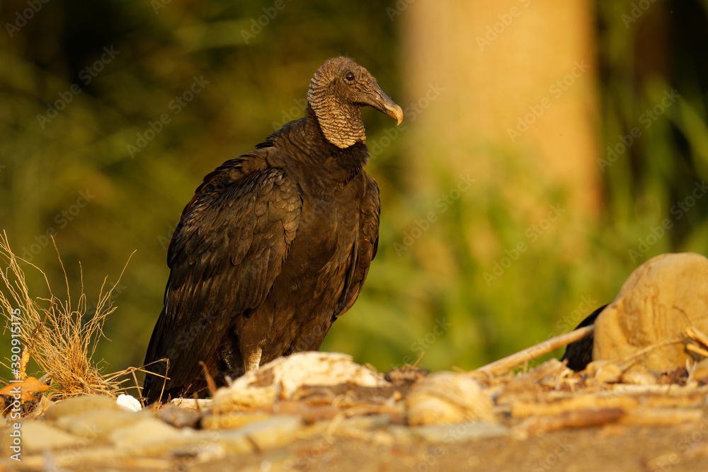 Fototapeta premium Black vulture - Coragyps atratus or American black vulture, bird in the New World vulture family, from the southeastern United States to Peru, Central Chile and Uruguay in South America