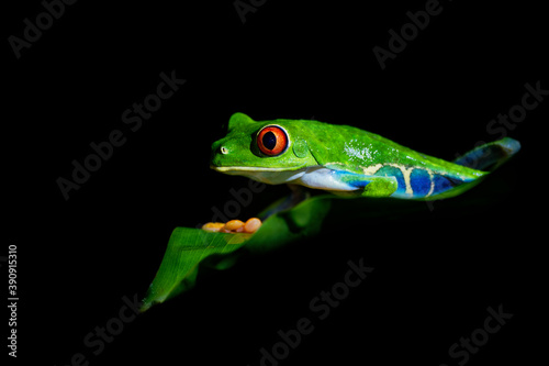Red-eyed Tree Frog - Agalychnis callidryas arboreal hylid native to Neotropical rainforests from Mexico, Central America to Colombia, frog on the leaf in the night, dark black background
