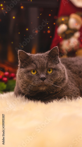 Gray domestic cat on the background of a festive New Year's interior. Gray cat, fireplace, candles, Christmas tree garland. © MiaStendal