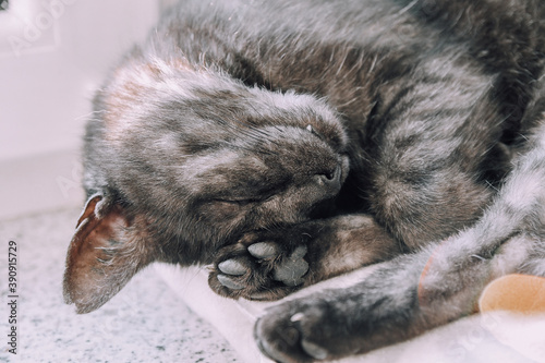 Black Housecat Pet Closeup Sleeping