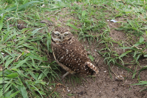 Burrowing owl (Athene cunicularia) chicks at nest burrow