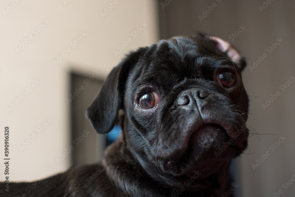 Cachorro Pug negro mirando a la cámara con fondo desenfocado
