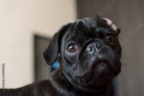 Obraz na plátne Cachorro Pug negro mirando a la cámara con fondo desenfocado