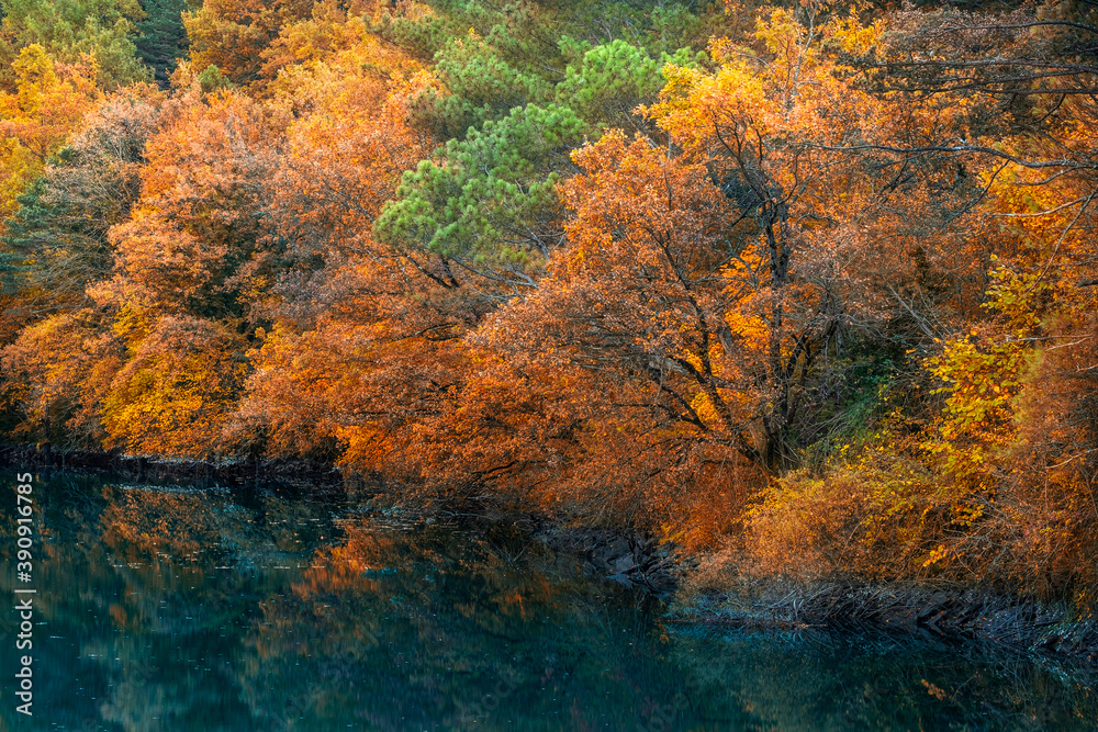 Fototapeta premium autumn in the forest, foliage reflected