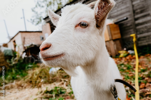 a beautiful young white goat looks at you playfully