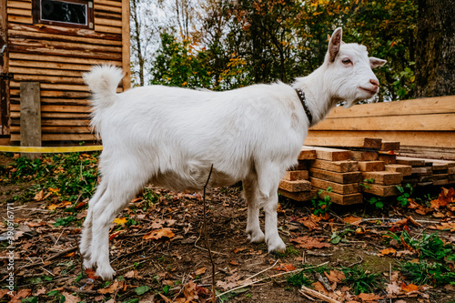 a beautiful young white goat looks at you playfully