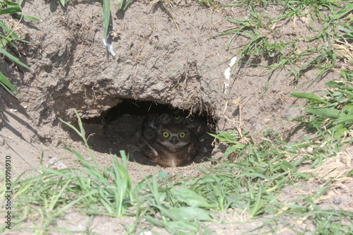 Tableau sur toile Burrowing owl (Athene cunicularia) chicks at nest burrow