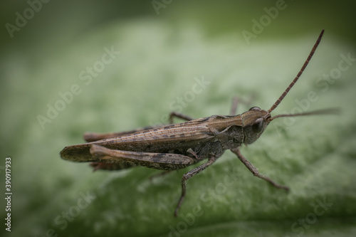 grasshopper on the grass © Eva