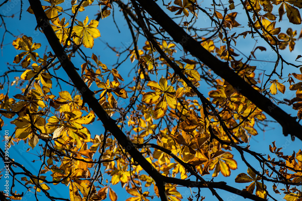 Nice picture of autumn tree branch with golden color leaves in sunset light flares Nice picture of autumn tree branch with golden color leaves in sunset light flares