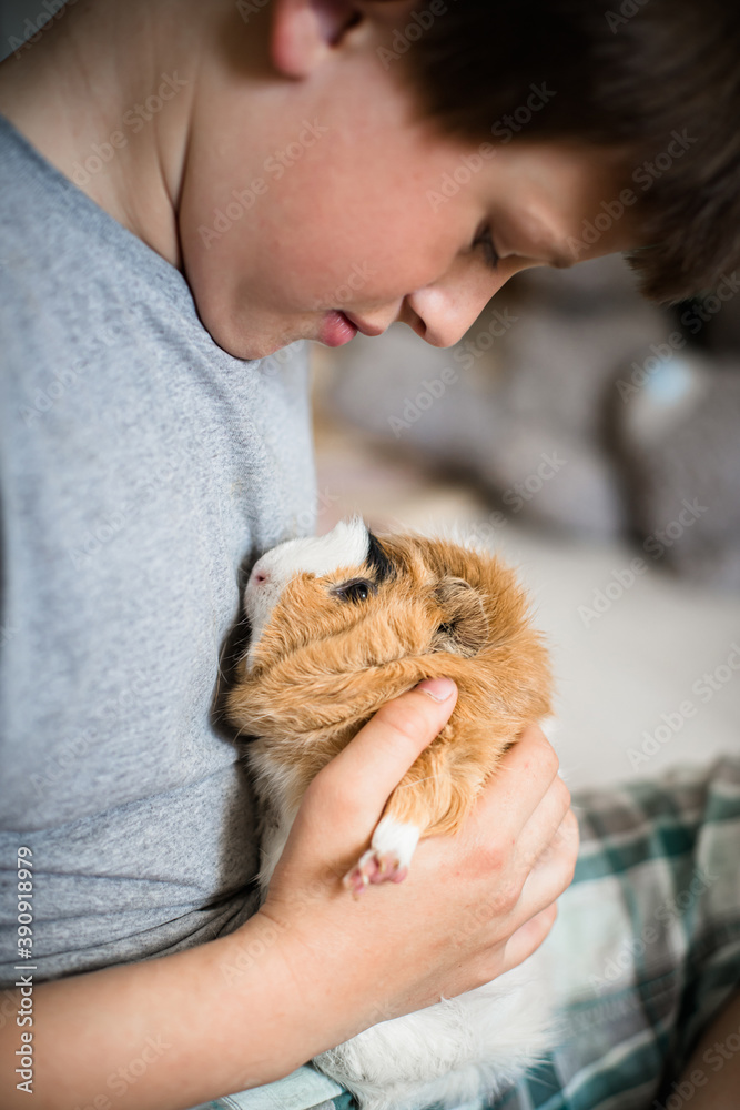 Guinea pig in hands of child. Pet's muzzle close-up. child holds tame domestic rodent in arms. Soft focus Guinea pig in hands of child. Pet's muzzle close-up. child holds tame domestic rodent in arms. Soft focus