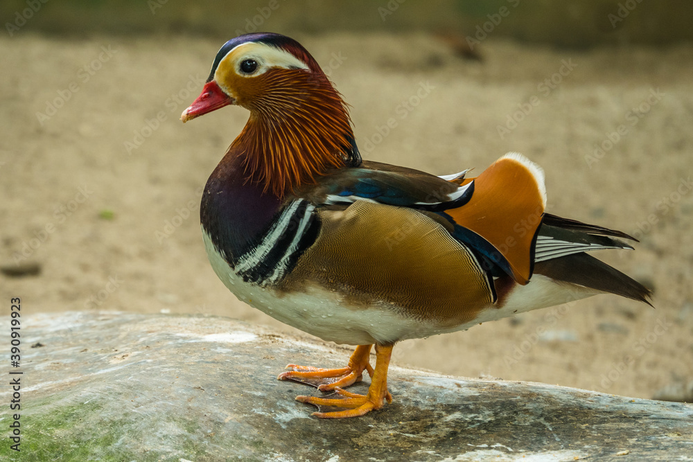 the mandarin duck in park