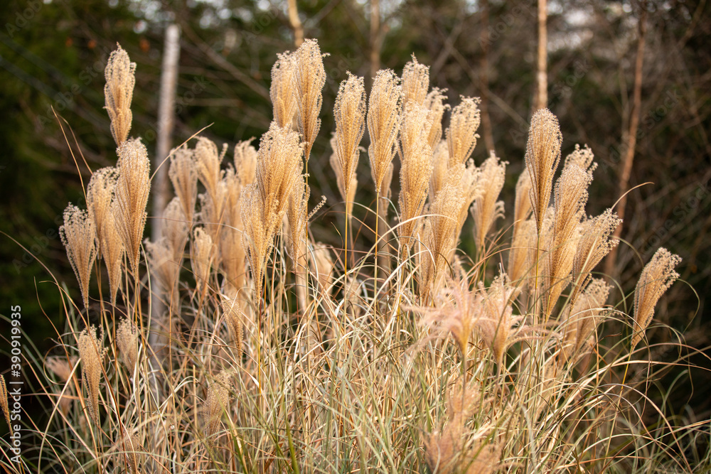 grass in the wind grass in the wind