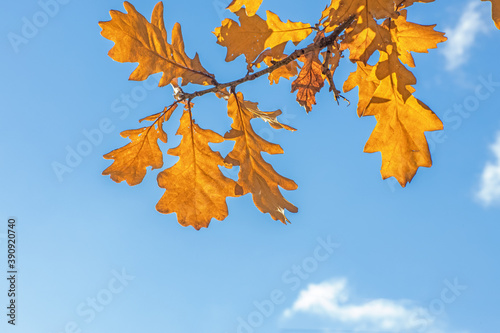 oak leaves on a branch in autumn against the sky, leaf fall season, autumn background