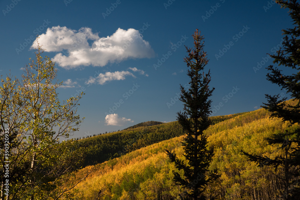Fototapeta premium Aspen Grove in Santa Fe