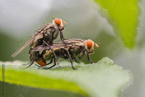 The housefly (Musca domestica) is a fly of the suborder Cyclorrhapha photo