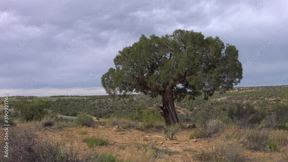 Lonely tree in the prairie in Colorado, nature USA Lonely tree in the prairie in Colorado, nature USA