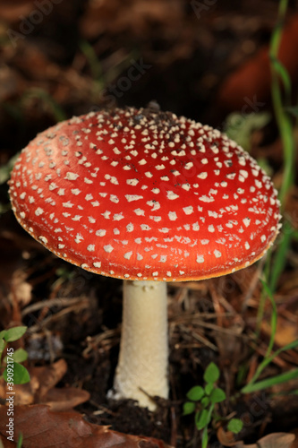 Fly agaric amanita muscaria amanitaceae family psychedelic trip high quality print
