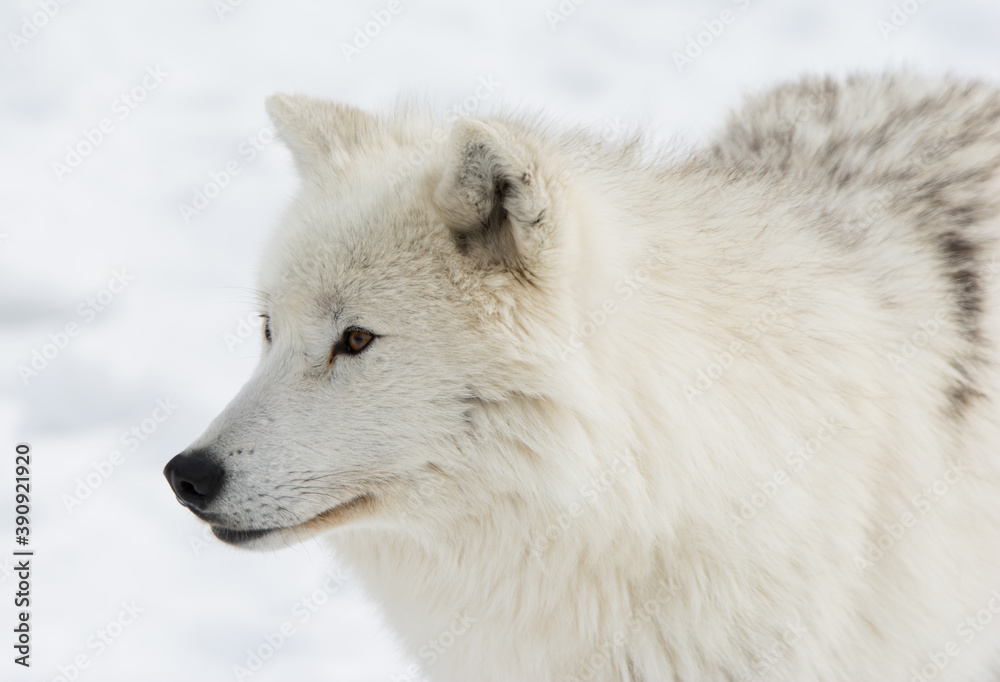 Arctic Wolf in Quebec Arctic Wolf in Quebec