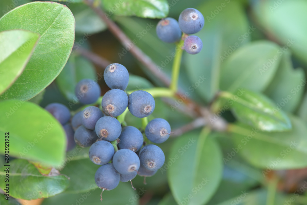 Blueberry leaves, branches and fruits Blueberry leaves, branches and fruits