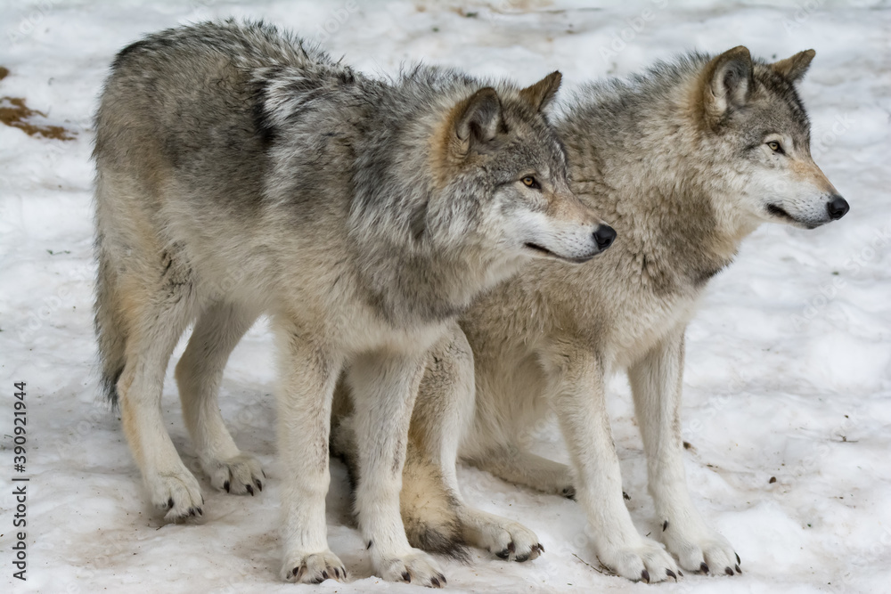 Quebec Wolves in Winter