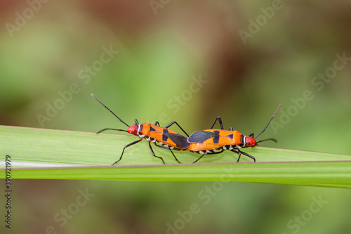 Dysdercus cingulatus is a species of true bug in the family Pyrrhocoridae, commonly known as the red cotton stainer photo