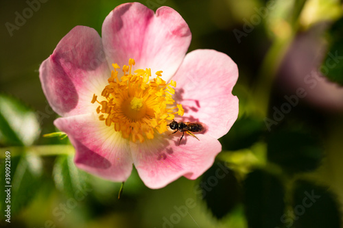 Macro insecto recolectando néctar y polen