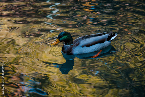 Canvas Print Male mallard duck in a pond
