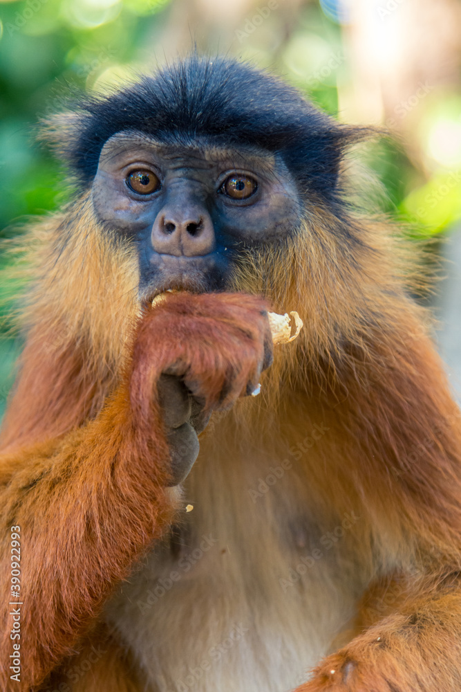 Fototapeta premium Un mono de la raza colobo rojo de Temminck, en el Parque Nacional de Bijilo, en la ciudad de Serekunda, en la costa atlántica de Gambia