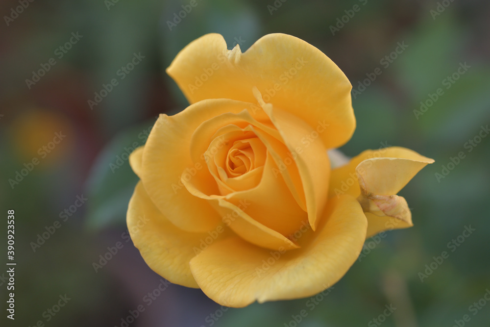 Yellow rose flowers blooming in the garden Yellow rose flowers blooming in the garden