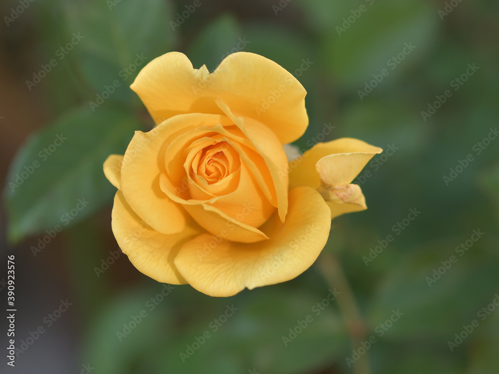 Yellow rose flowers blooming in the garden Yellow rose flowers blooming in the garden