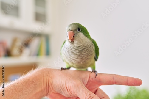 Young green parrot chick quaker on a man's hand at home