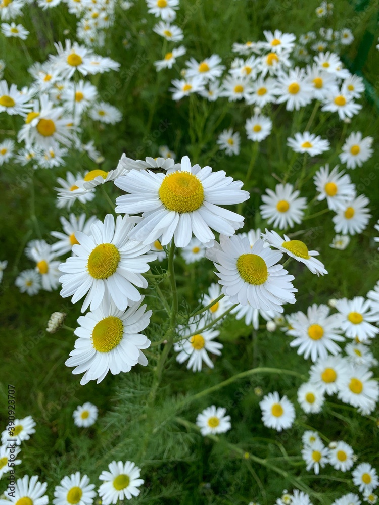Daisies in the grass Daisies in the grass