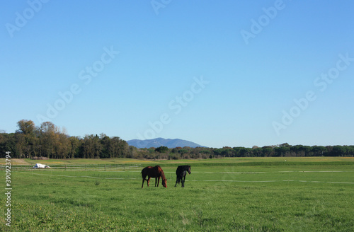 two thoroughbred horses in the distance enjoy the green grass and sunny day in their enclosure in the Tuscan countryside © Alessia