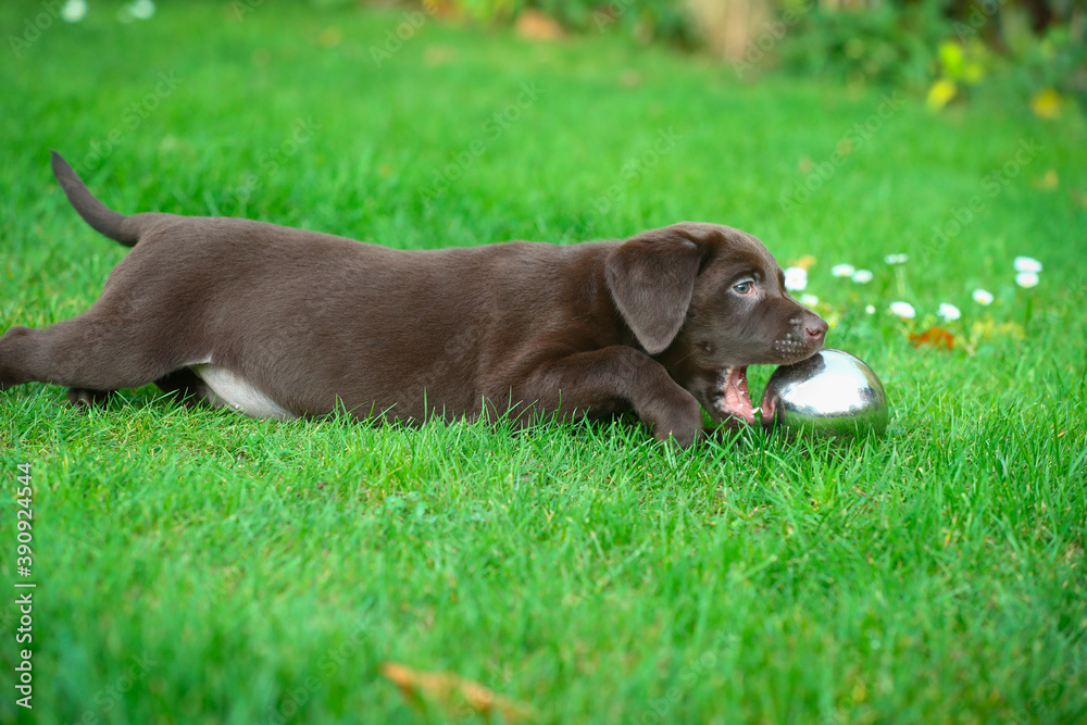 Junger brauner Labrador Welpe