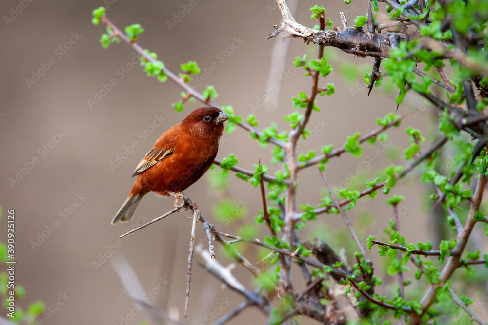 Male Chestnut Sparrow in Samburu Kenya Africa Male Chestnut Sparrow in Samburu Kenya Africa