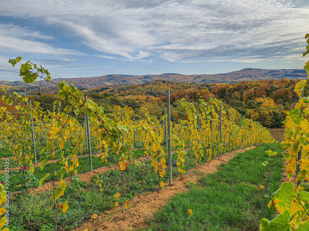 Picture of vines in a vineyard at evening time in autumn with contrasting sky
