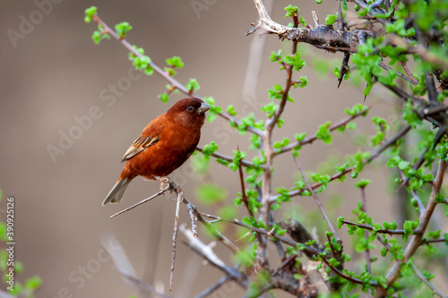 Male Chestnut Sparrow in Samburu Kenya Africa photo