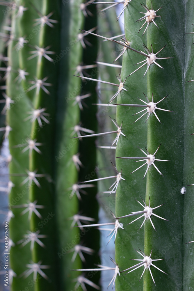 Gros plan cactus Gros plan cactus