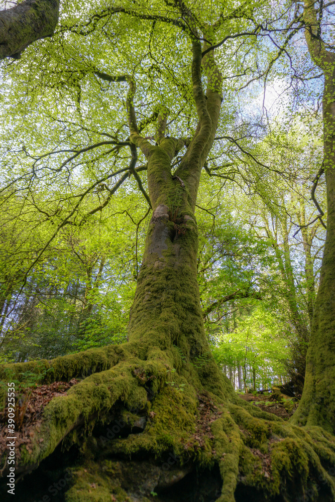 trees in the forest trees in the forest