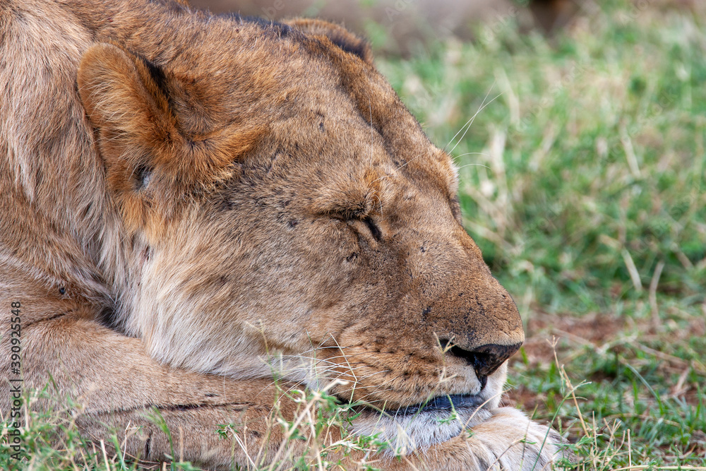 Fototapeta premium Lioness in Kenya Africa